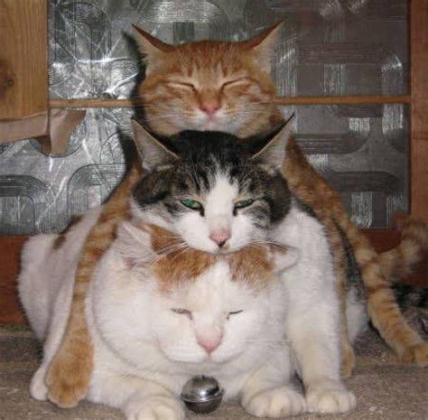 Stacked Cats Bodog